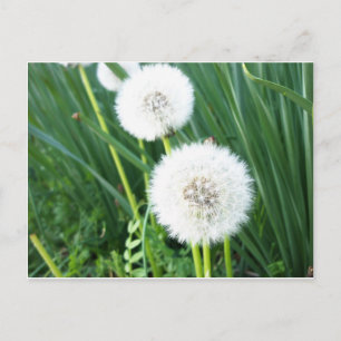 Carte Postale Dandelion Puff