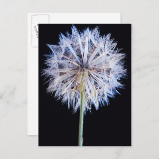 Carte Postale Dandelion (Taraxacum Officinale) (Devant / Derrière)