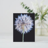Carte Postale Dandelion (Taraxacum Officinale) (Debout devant)
