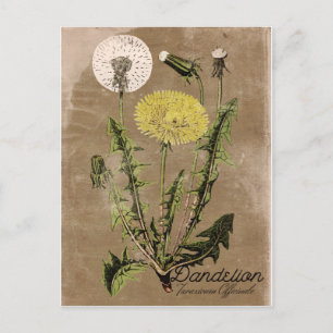 Carte postale Dandelion vintage