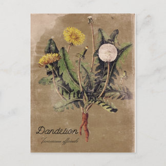 Carte postale DandelionFlower de style vintage