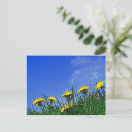Carte Postale Dandelions (Debout devant)