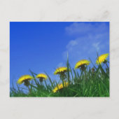 Carte Postale Dandelions (Devant)