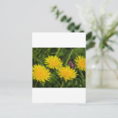 Carte Postale Dandelions (Debout devant)