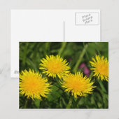 Carte Postale Dandelions (Devant / Derrière)