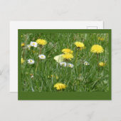 Carte Postale Dandelions & Daisy Grass Field do-it-yourself Cart (Devant / Derrière)
