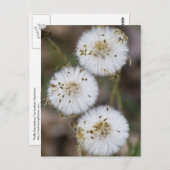 Carte Postale Dandelions Fluffy (Devant / Derrière)