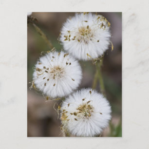 Carte Postale Dandelions Fluffy