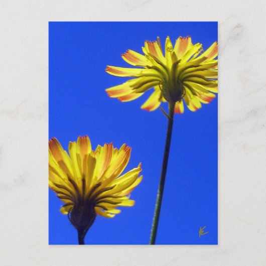 Carte Postale Dandelions jaunes contre ciel bleu (Devant)
