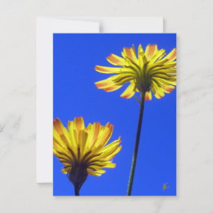 Carte Postale Dandelions jaunes contre ciel bleu