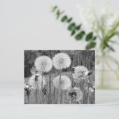 Carte Postale Dandelions noirs et blancs (Debout devant)