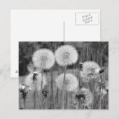 Carte Postale Dandelions noirs et blancs (Devant / Derrière)