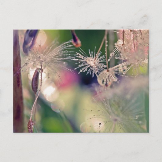 Carte Postale Dandellion sanctuaire (Devant)