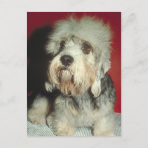 Carte Postale Dandie Dinmont Terrier