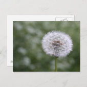 Carte postale Dandiliion (Devant / Derrière)