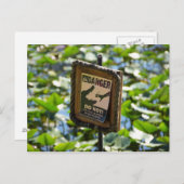 Carte Postale Danger, alligator ! (Devant / Derrière)