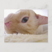 Carte Postale Daniel (Devant)