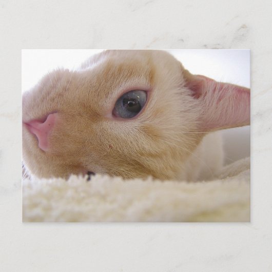 Carte Postale Daniel (Devant)