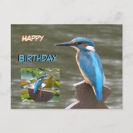 Carte postale d'Anniversaire aux martins-pêcheurs (Devant)