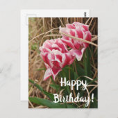 Carte postale d'anniversaire aux tulipes blanches (Devant / Derrière)