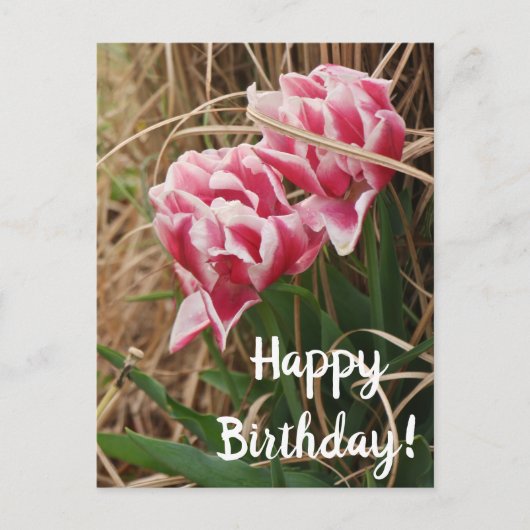 Carte postale d'anniversaire aux tulipes blanches (Devant)
