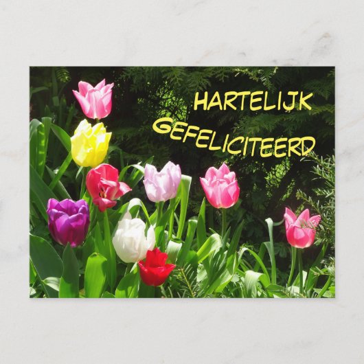 Carte postale d'anniversaire aux tulipes colorées (Devant)