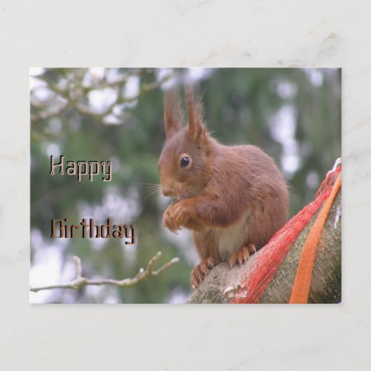 Carte postale d'anniversaire avec un écureuil mign (Devant)