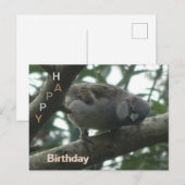 Carte postale d'anniversaire avec un moineau migno (Devant / Derrière)
