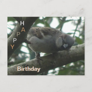 Carte postale d'anniversaire avec un moineau migno