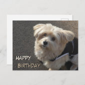 Carte postale d'anniversaire avec un petit chien m (Devant / Derrière)
