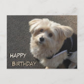 Carte postale d'anniversaire avec un petit chien m (Devant)