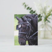 Carte postale d'anniversaire Black Horse 384 (Debout devant)