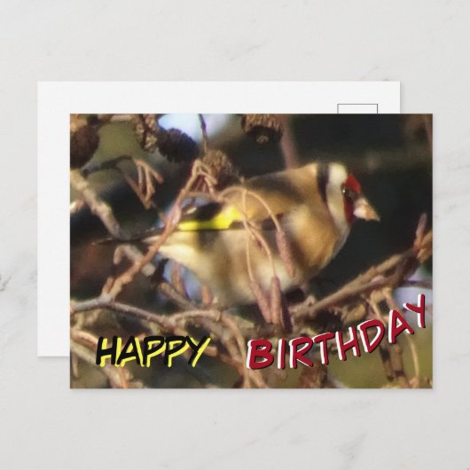 Carte postale d'anniversaire Chardonneret mignon e (Devant / Derrière)