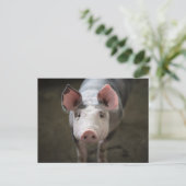 Carte postale d'anniversaire de cochon mignon (Debout devant)