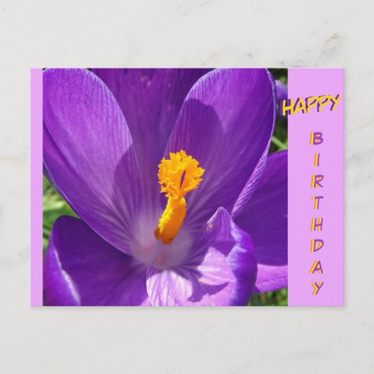 Carte postale d'anniversaire de Crocus (Devant)