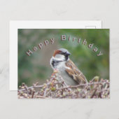 Carte postale d'Anniversaire de Cute Sparrow (Devant / Derrière)