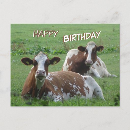 Carte postale d'anniversaire de deux vaches brun-b (Devant)