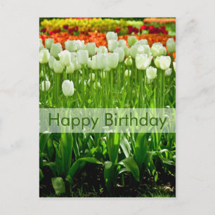 Carte postale d'anniversaire des tulipes Geburts