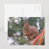 Carte postale d'anniversaire d'un écureuil assis m (Devant / Derrière)