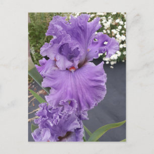 Carte postale d'anniversaire florale fleur violett