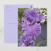 Carte postale d'anniversaire florale fleur violett (Devant / Derrière)