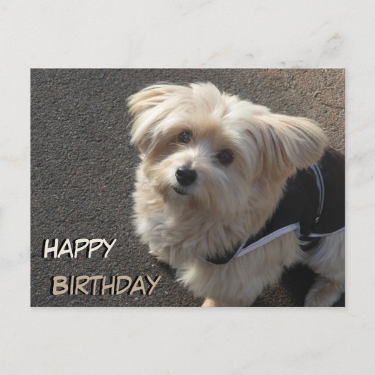 Carte postale d'anniversaire pour un mignon petit (Devant)