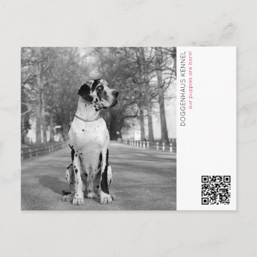 Carte postale d'annonce de chiot (Devant)