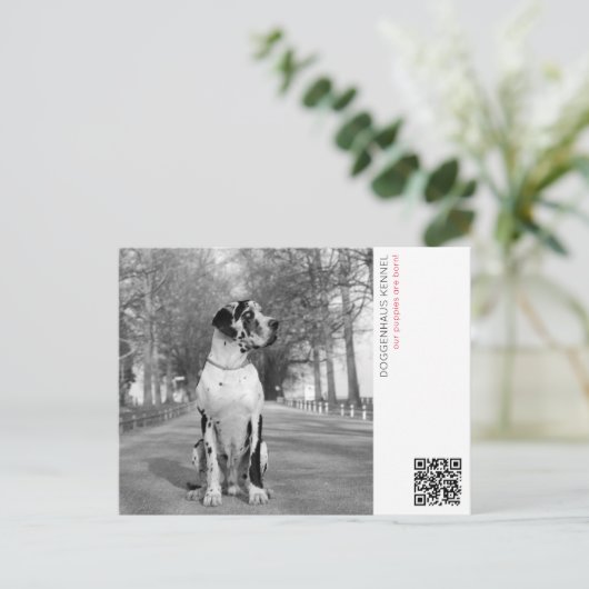 Carte postale d'annonce de chiots (Debout devant)