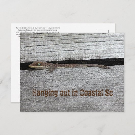 Carte postale d'Anolis brun (Devant / Derrière)