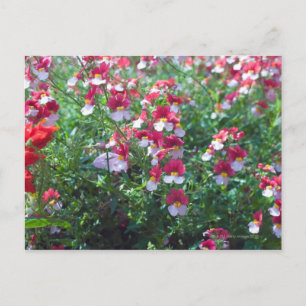 Carte Postale Dans des couleurs rares élevé corail violet dans