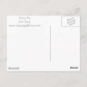Carte Postale Dans La Pose (Dos)