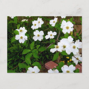 Carte Postale Dans Le Jardin ~ Fleurs De Dogwood