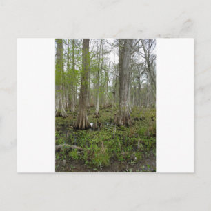 Carte Postale Dans le marais