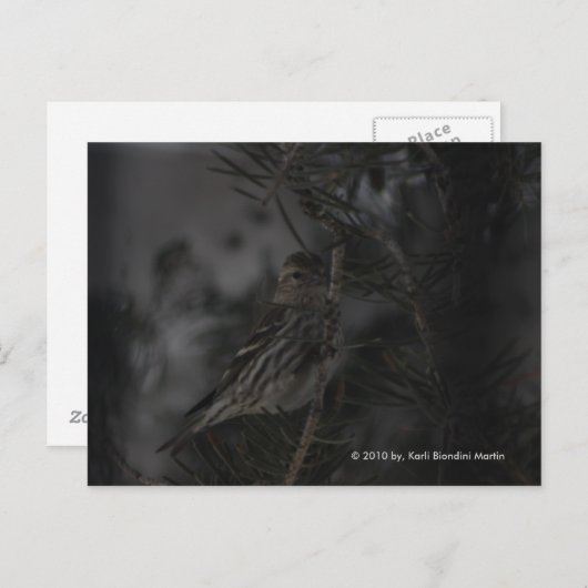 Carte Postale Dans le pin (Devant / Derrière)